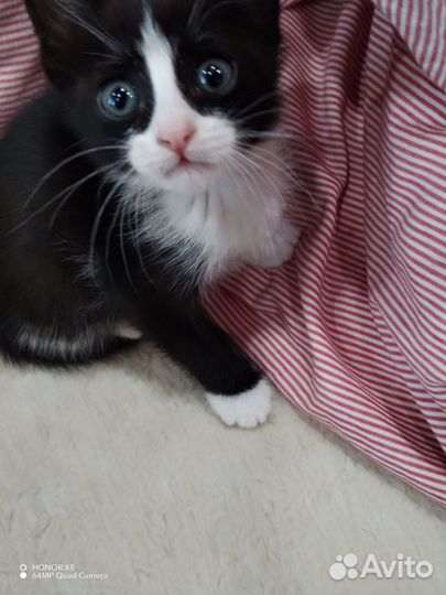 Кошка в дар