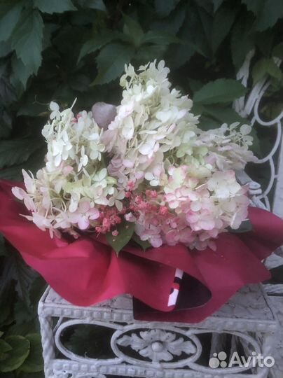 Живые цветы букеты. Гортензия