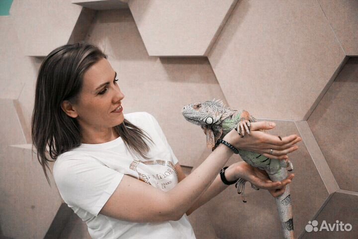 Рептилии, аренда