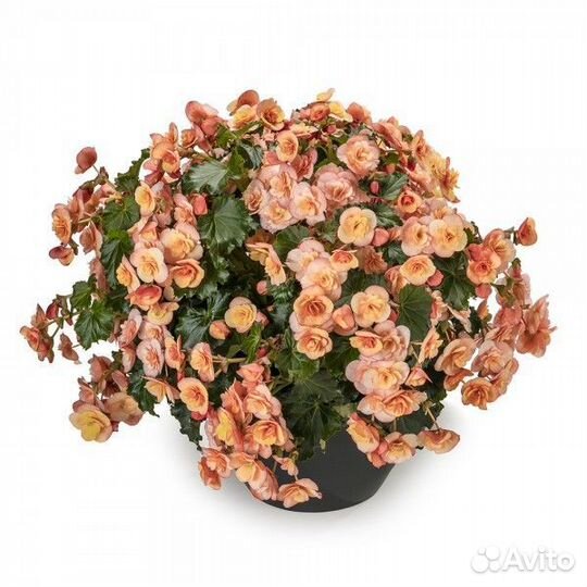 Бегония Элатиор Esmay Peach