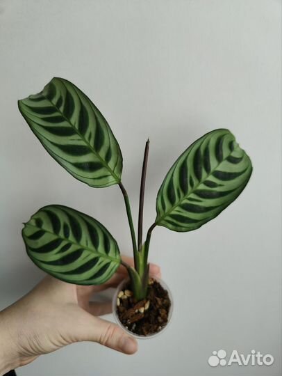 Пеперомия сингониум пилея ктенанта