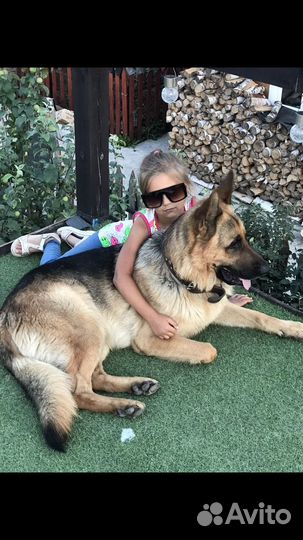 Немецкая овчарка вязка