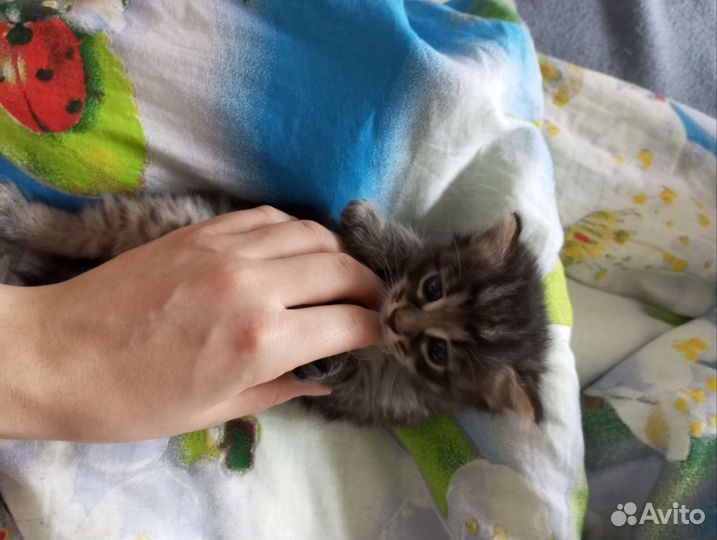 Кошка в дар