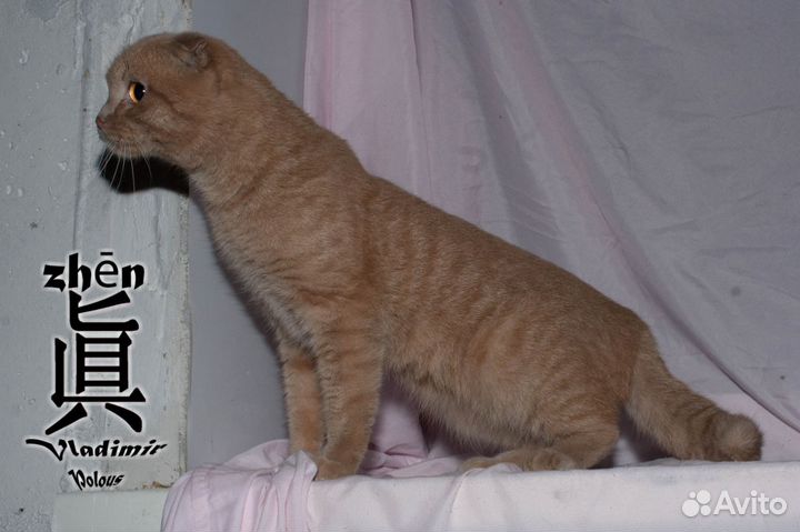 Шотландский вислоухий кот