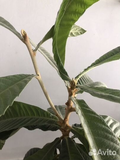 Мушмула японская