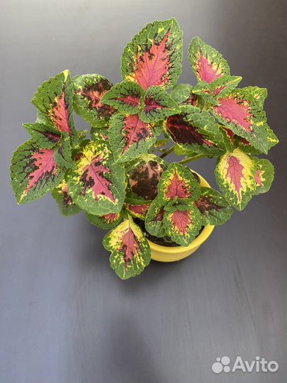 Колеусы сортовые