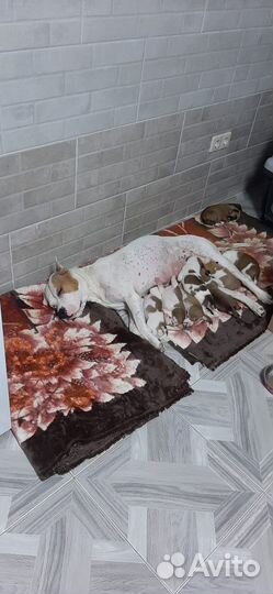 Щенки амстаффа