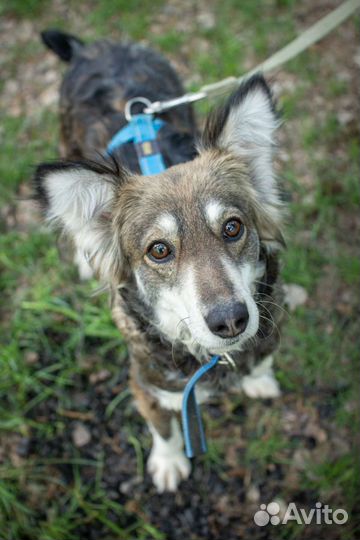 Миниатюрной собачке не место в приюте