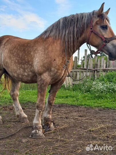 Продам двух кобыл