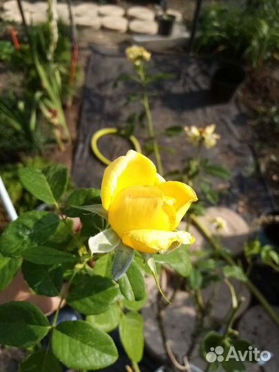 Роза жёлтая и др