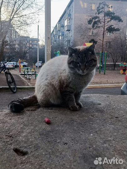 Ищем хозяина