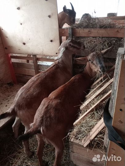 Коза дойная