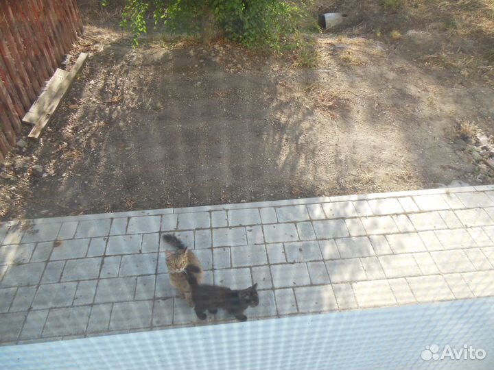 Кошечка в добрые руки