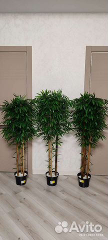 Бамбуковое дерево