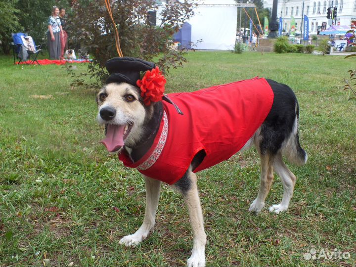 Собака в добрые руки