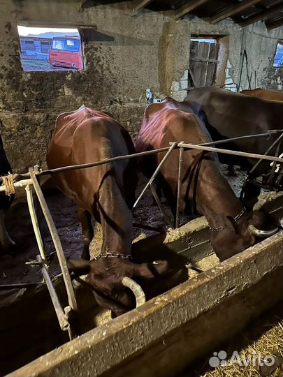 Коровы не стельные