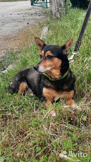 Крошка Мусечка