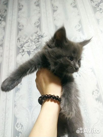 Котята Мейн куна и бомбейский кошки