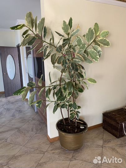 Фикус тинеке