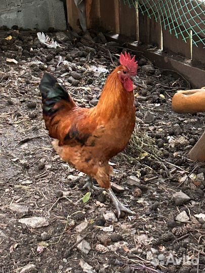 Петух лакеданзи