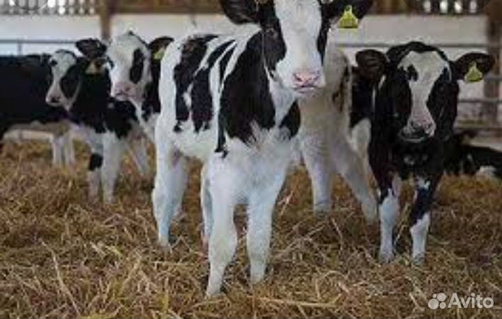 Быки Телки Холмгоры Голштинины