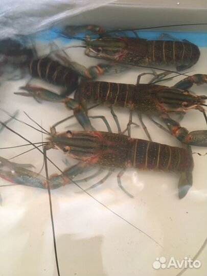 Производители австралийского рака