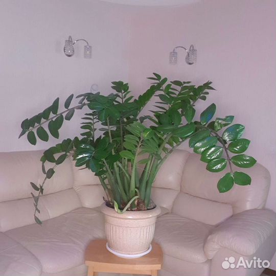 Долларовое дерево-Замиокулькас-Денежное дерево