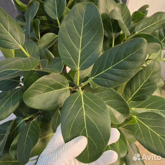 Фикус бенгальский на переплетенном стволе