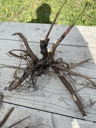 Пионы саженцы корни