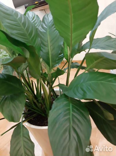 Спатифиллум