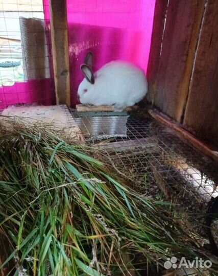 Кролики мясных пород