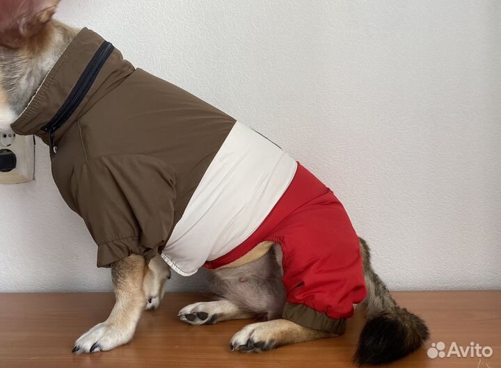 Костюм для собаки демисезон