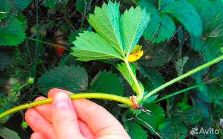 Усы клубники Клери