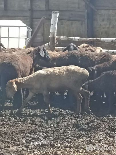 Овцы бараны эдельбай