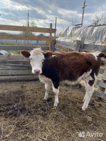 Телочка и бычек