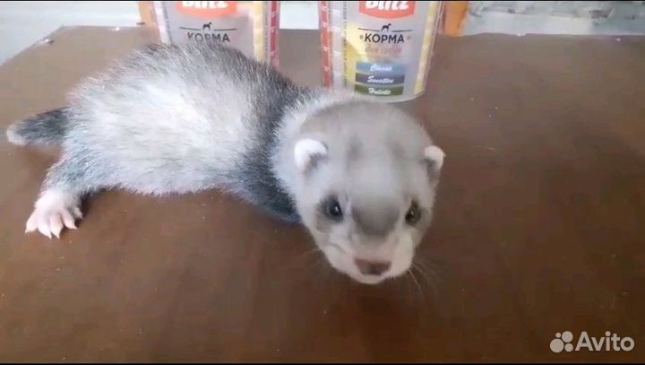 Щенки хорька