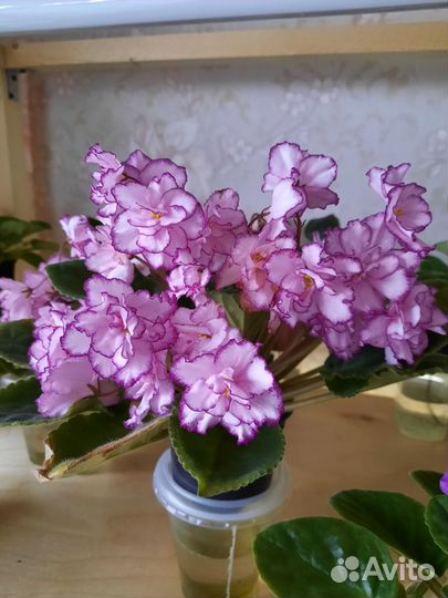 Сортовые фиалки