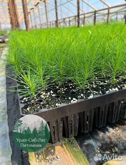 Зкс Сосна сеянцы Ели Лиственницы окс Голуб Горная