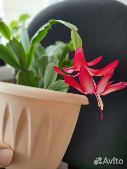 Декабрист шлюмбергера сортовые