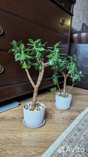 Толстянка крассула