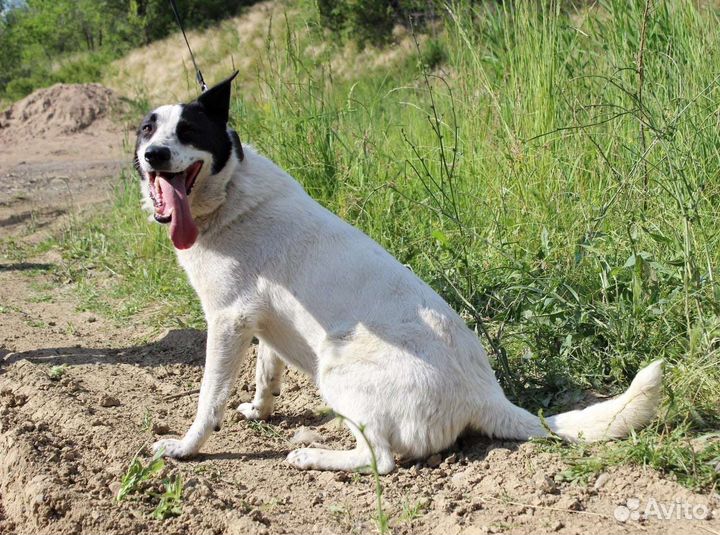 Собака Юлька