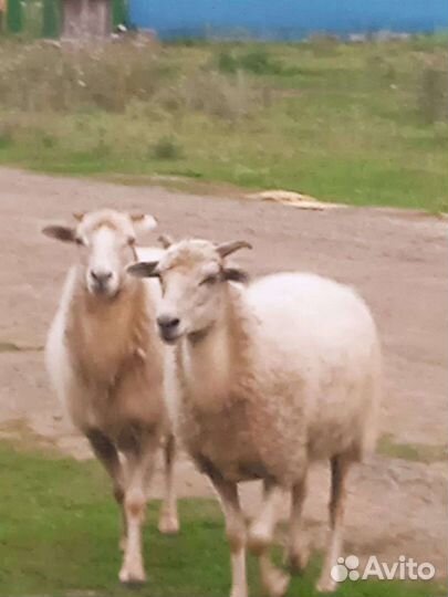 Овцы бараны