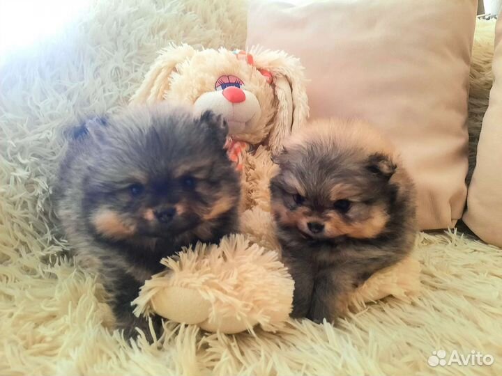 Щенки шпица