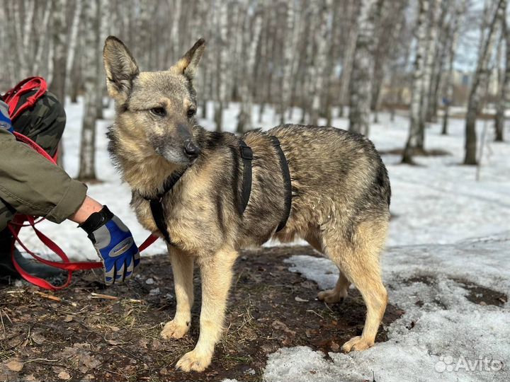 Песик небольшого размера попал в приют