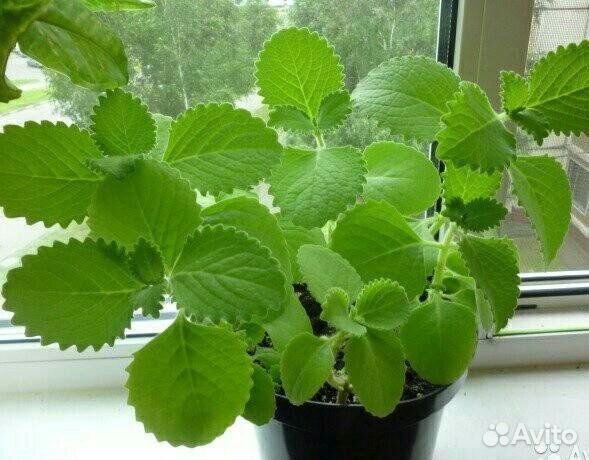 Мята комнатная(Plectranthus hadiensis