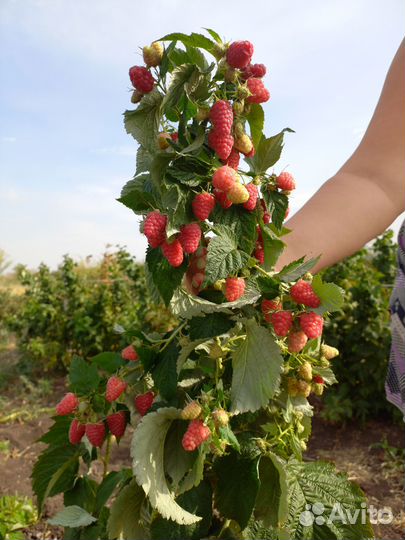 Сортовые саженцы малины