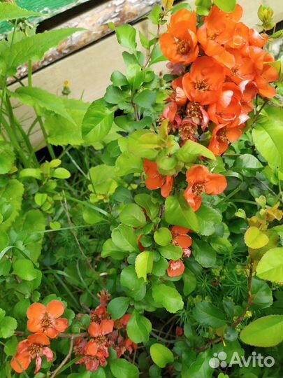 Малина Жар птица, мал. дерево, слива, терн и т. д