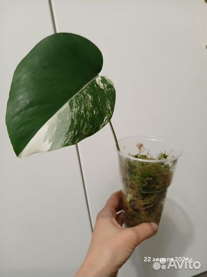 Монстера альба