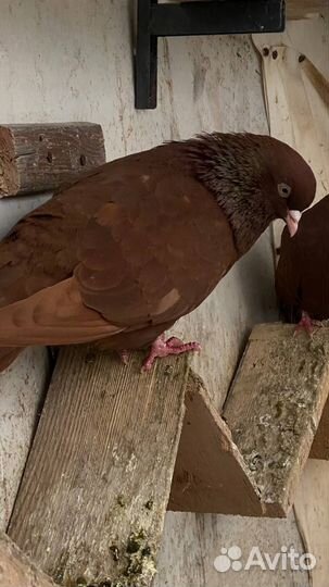 Голуби Пермские