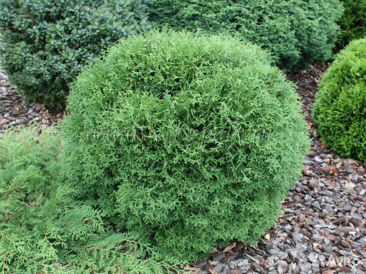 Питомник-С реализует тую Tини Тим